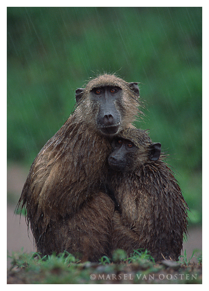 Downpour