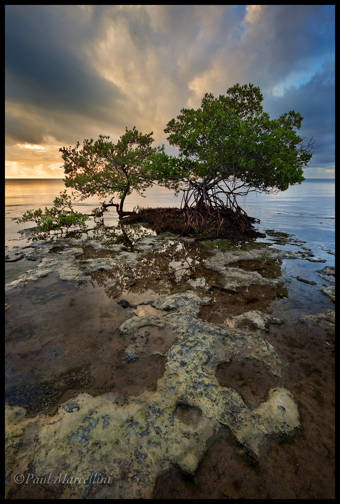Mangrove Madness