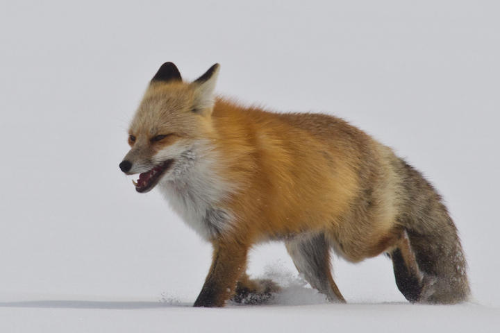 Winter Hunter