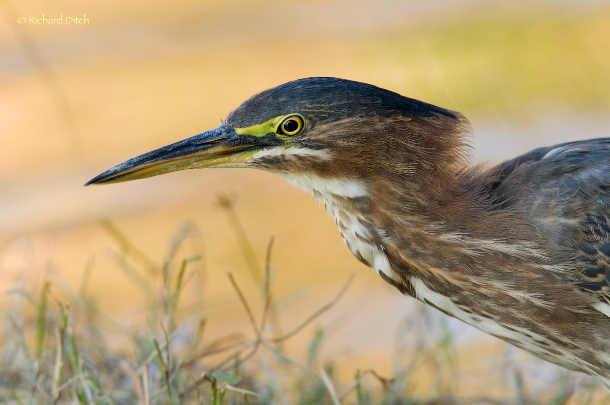 Green Heron