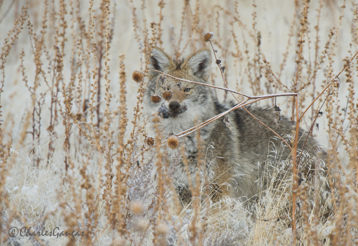 Coyote Hunt