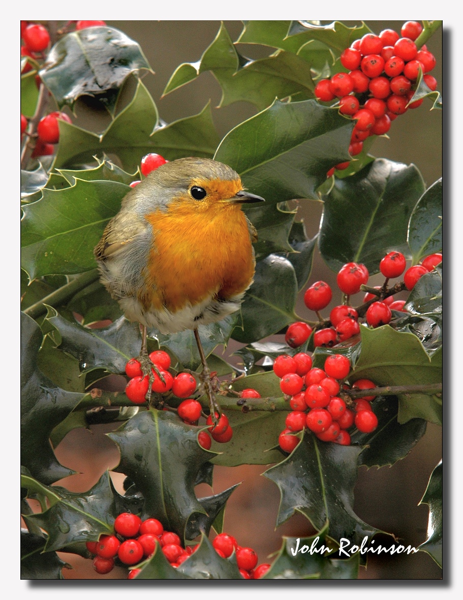Christmas Robin