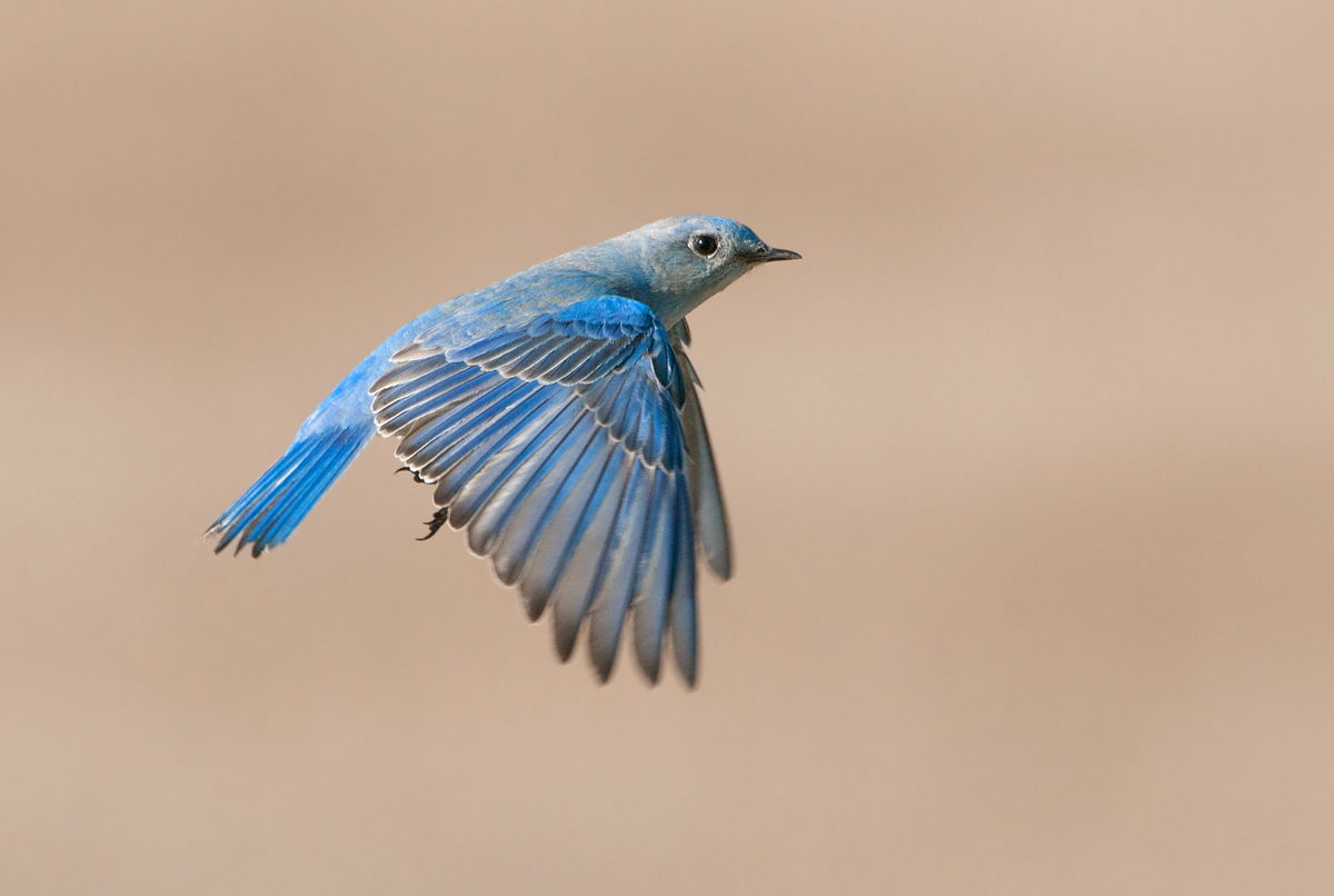 Mountain Bluebird