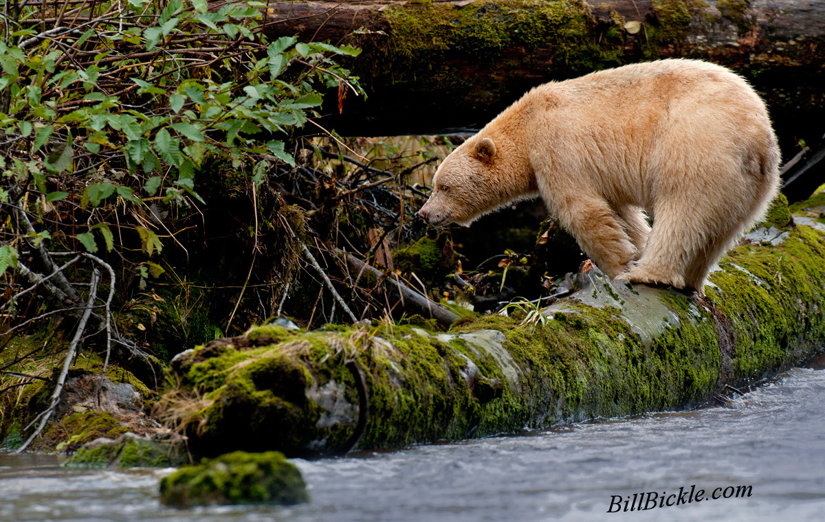 Spirit BEAR