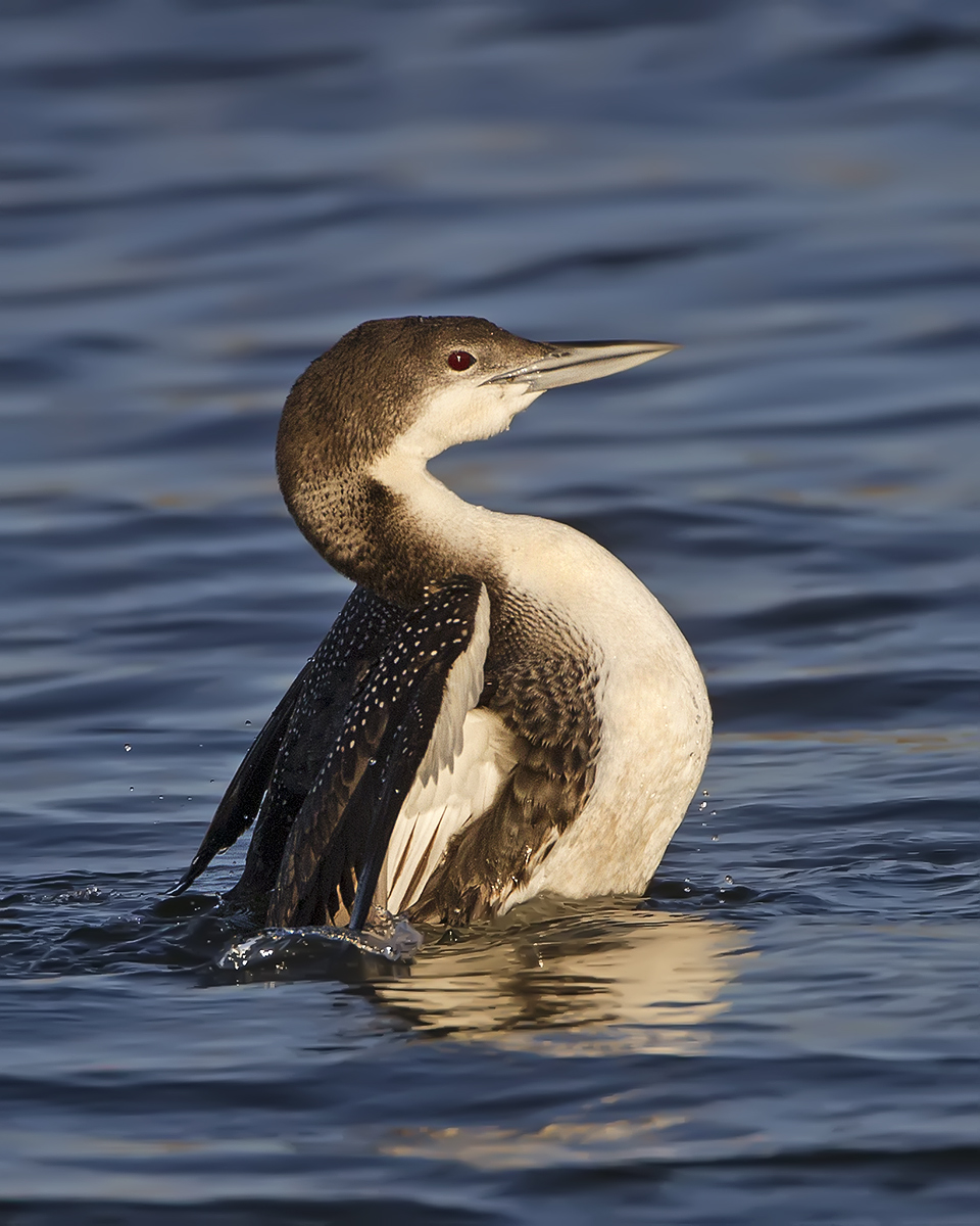 Stretching Loon