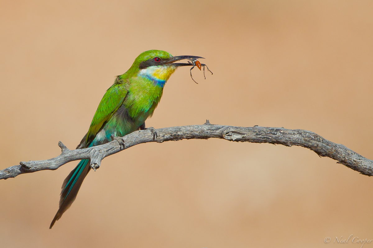 Kalahari Bee-eater