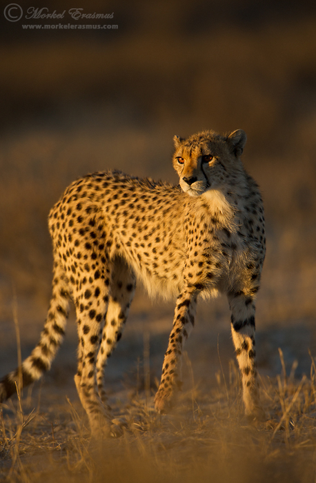 About that tail...