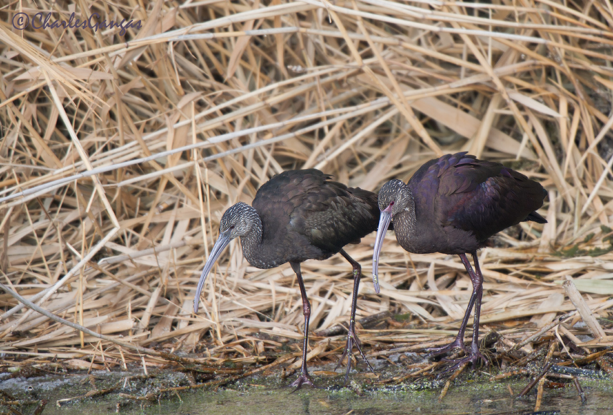 White-faced Ibises