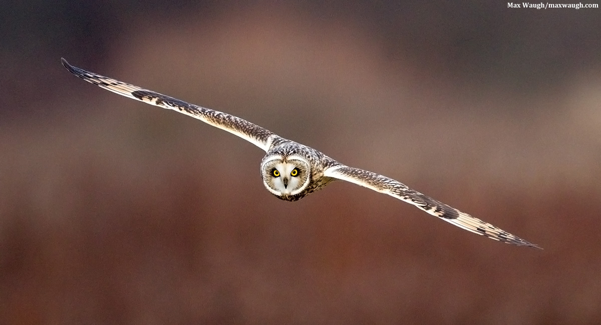 Short-Eared Approach
