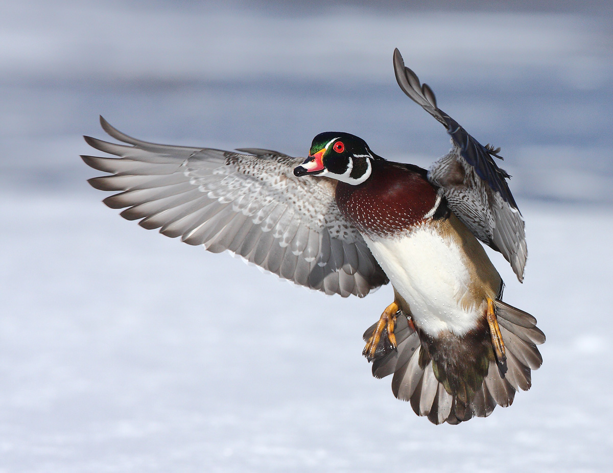 Wood Duck