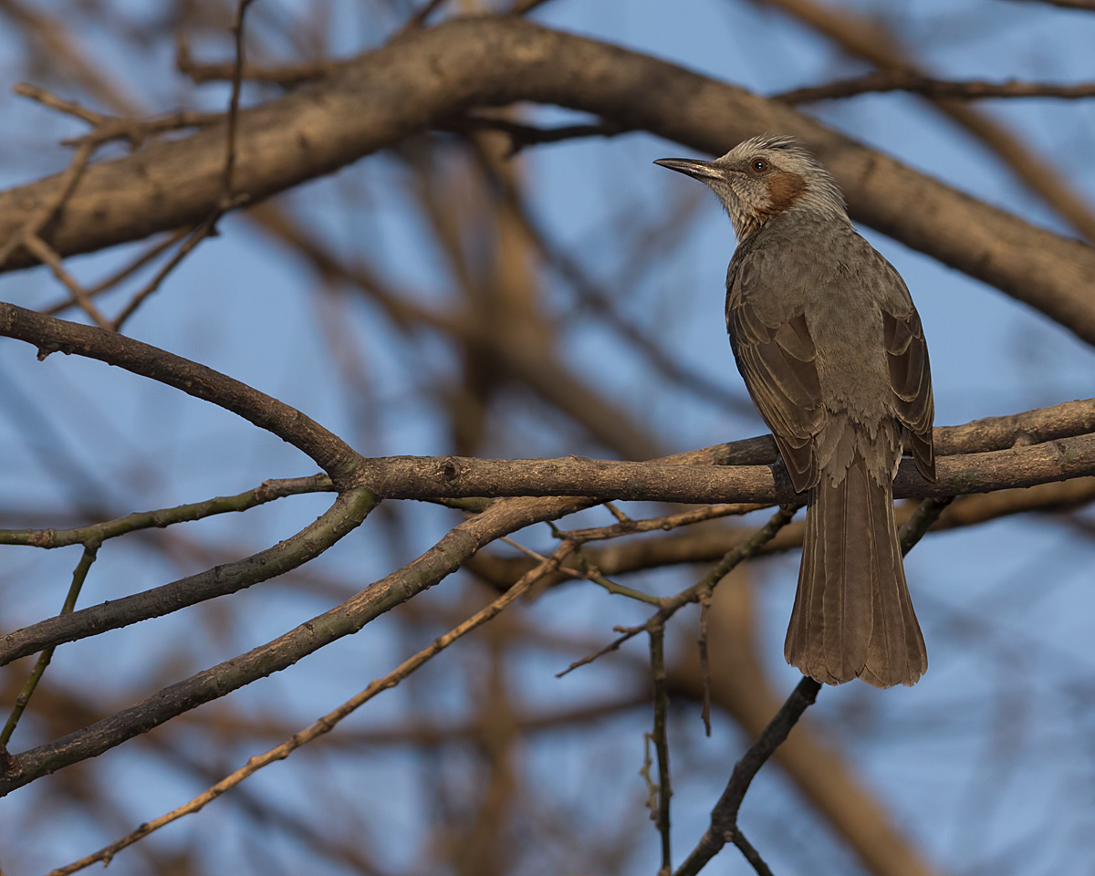 Brown-eared Bulbul