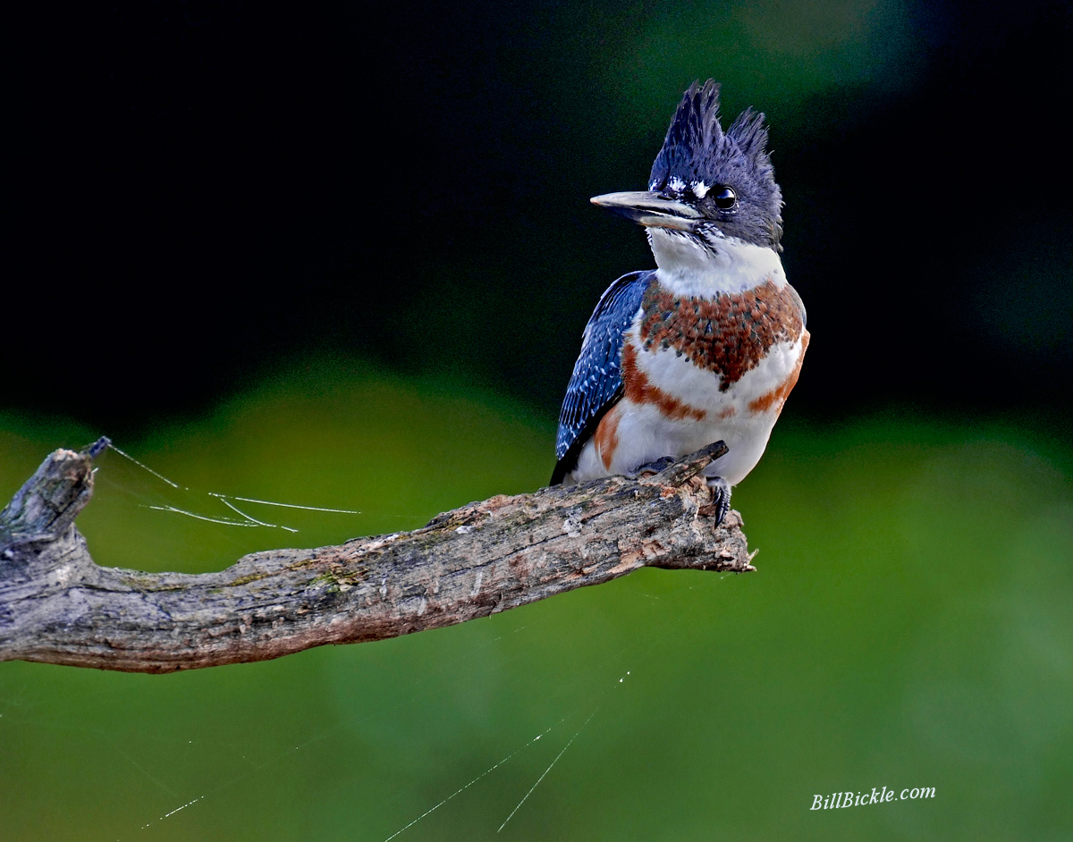 Kingfisher & Spider Web 