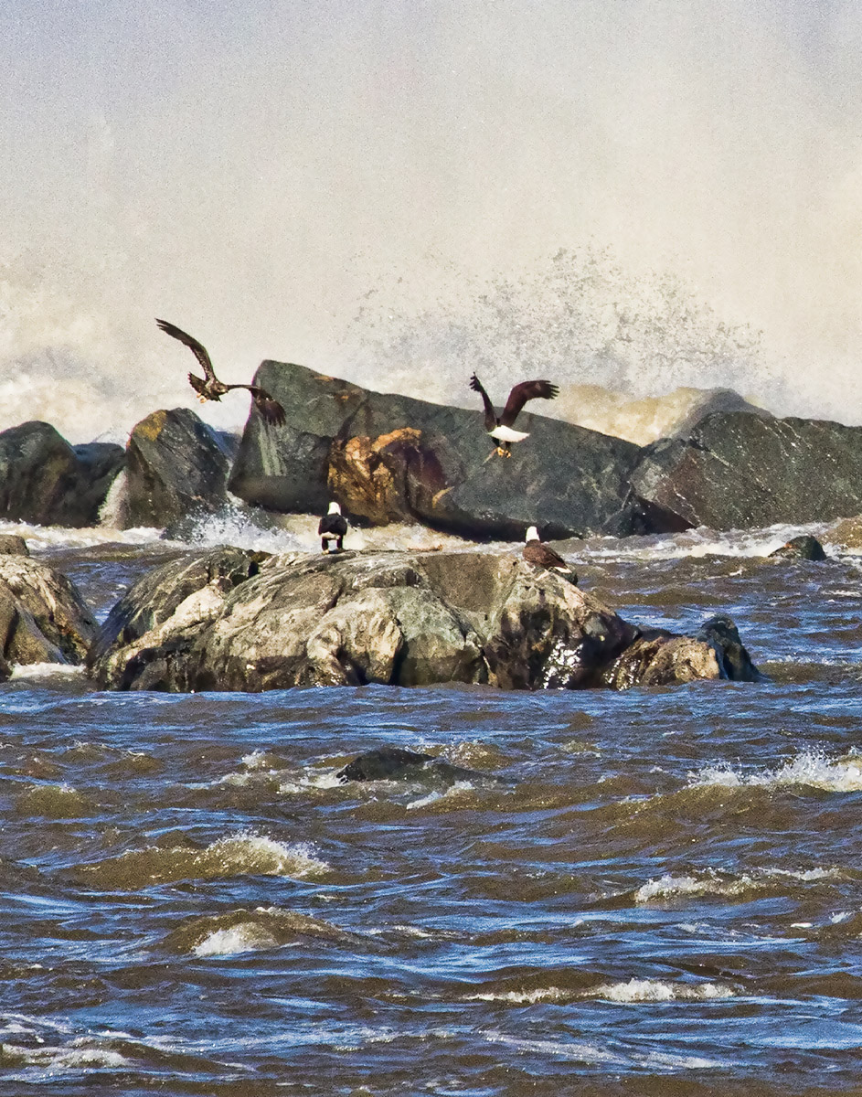 Conowingo Dam Eagles