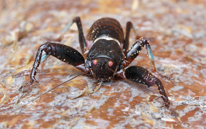 Cricket on steroids