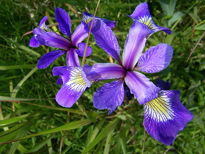Purple Iris