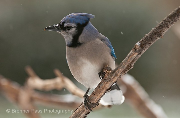 Winter Blue Jay
