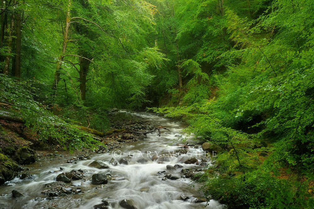 Gwydir Forest