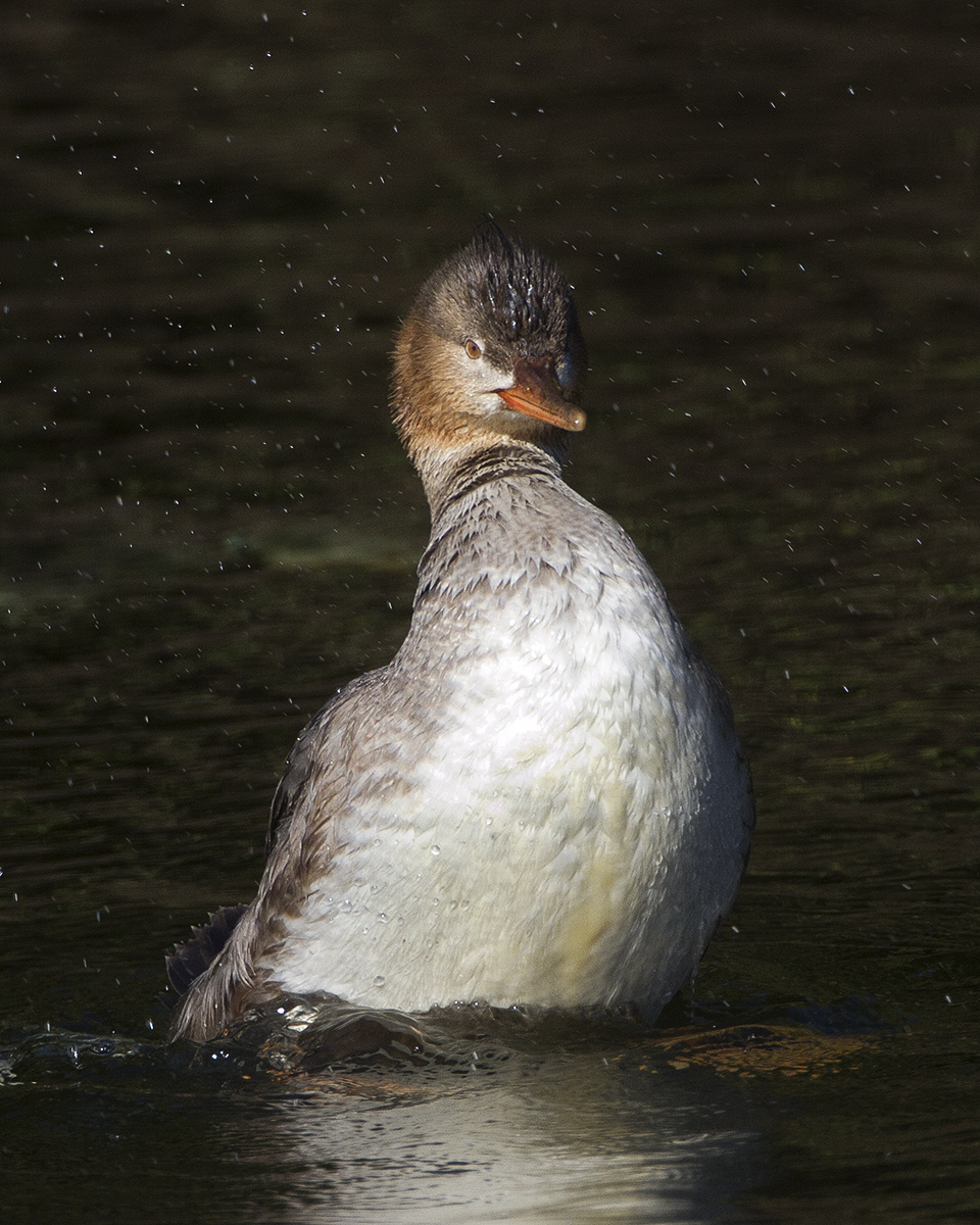 Stretching Merganser