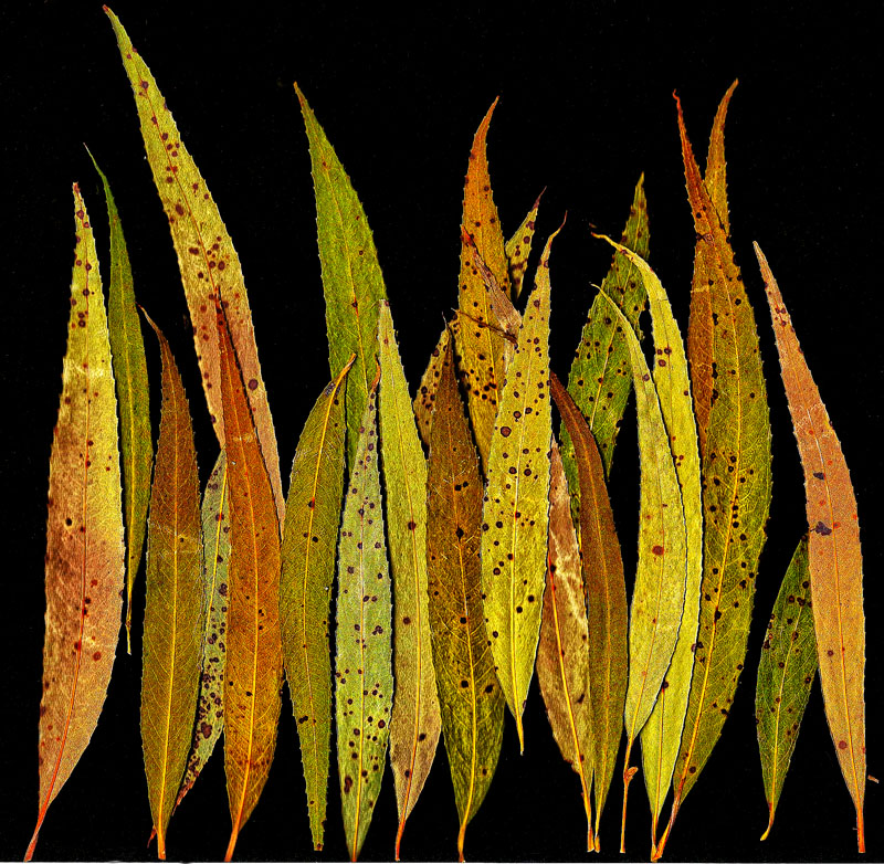 Weeping Willow Leaves