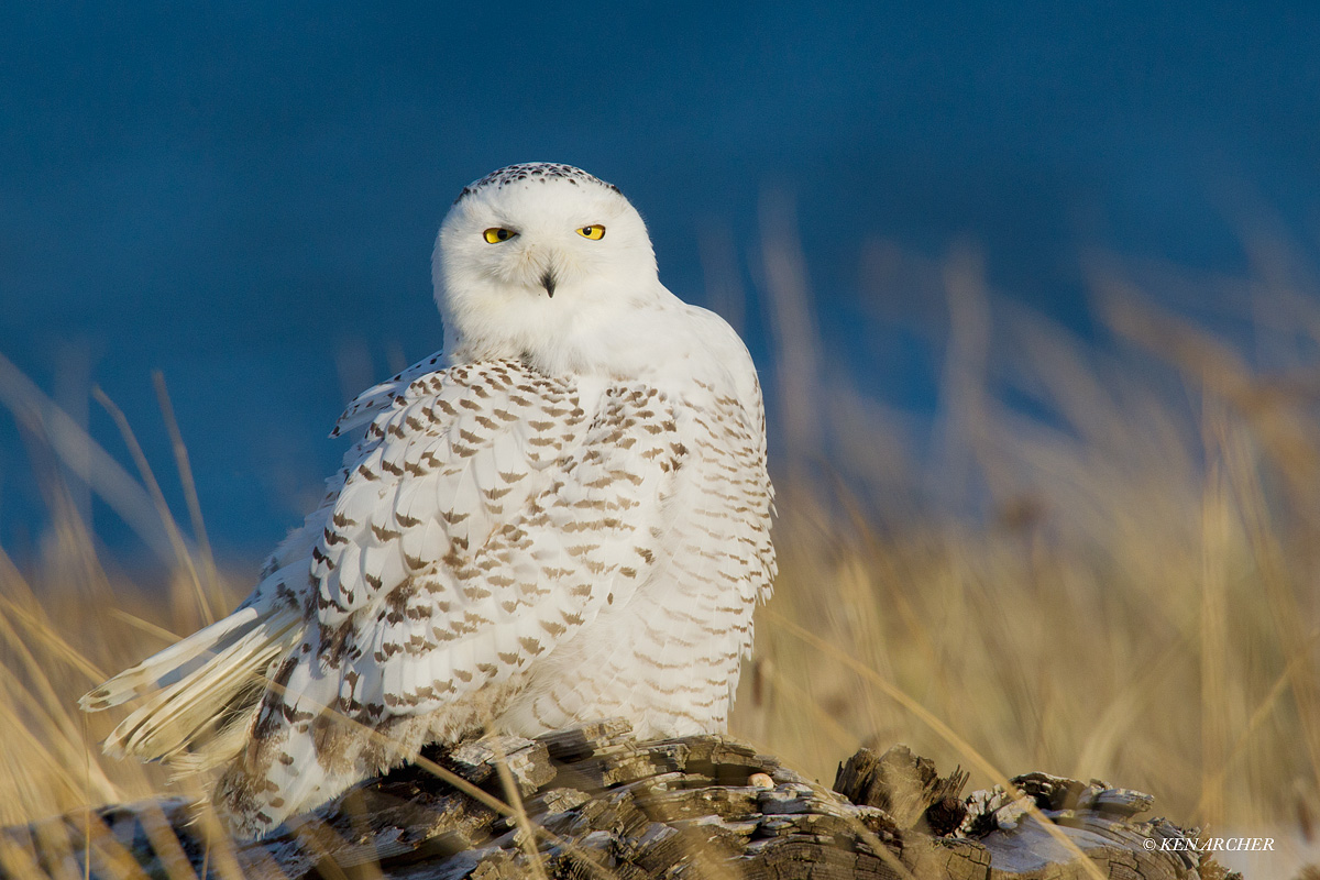 Snowy Owl