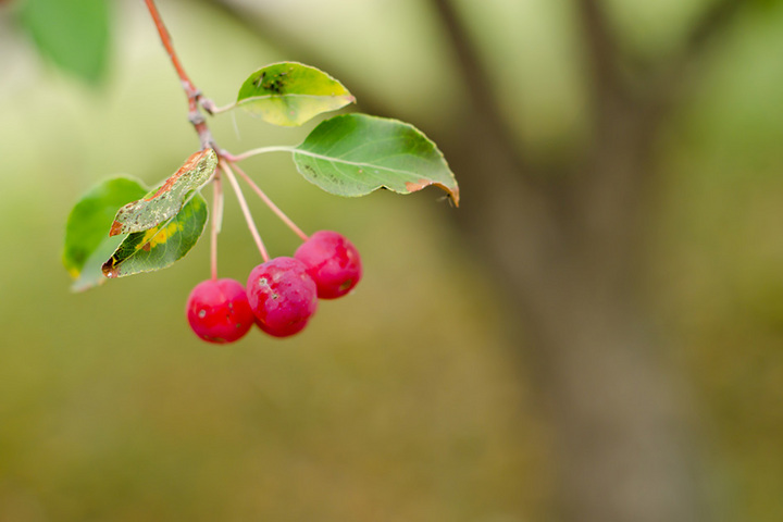 The Last  to Fall