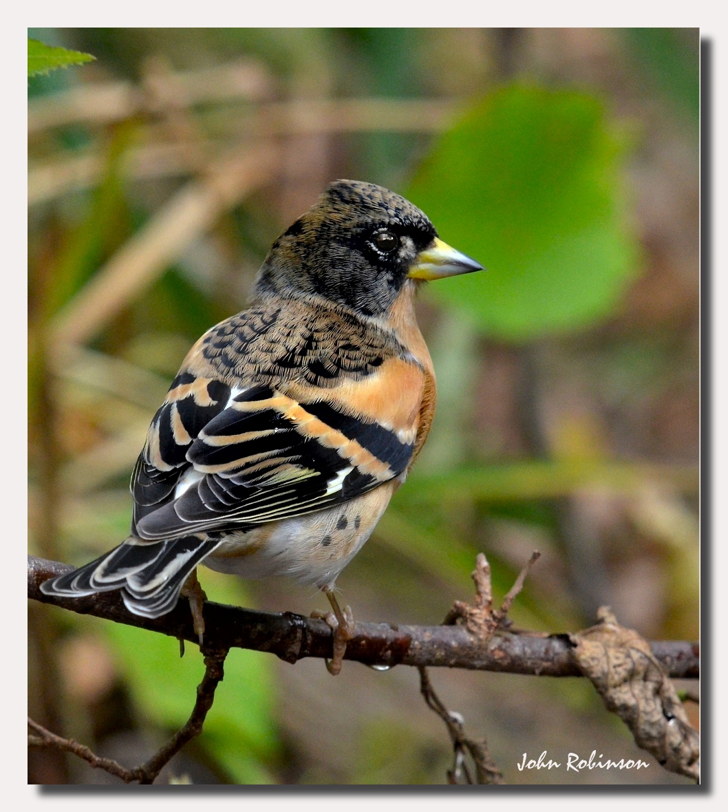 Brambling