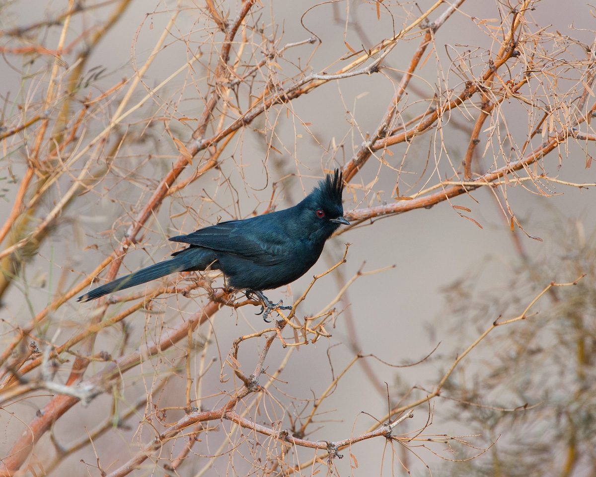 Phainopepla