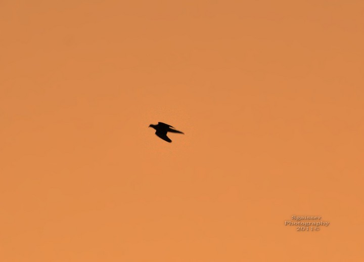 Silhoutte