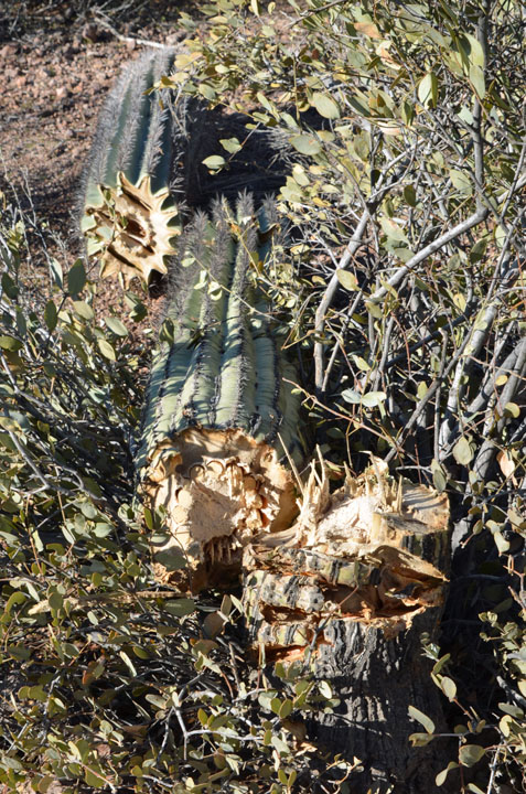 Chopped down Saguaro