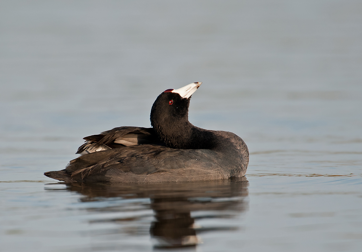 American Coot
