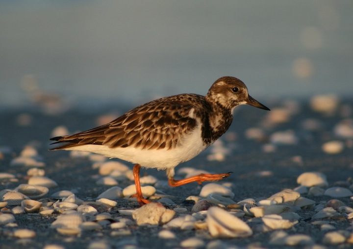 Florida shore bird ID?