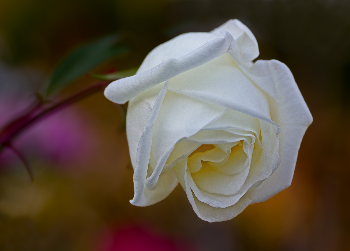 Rose(s)