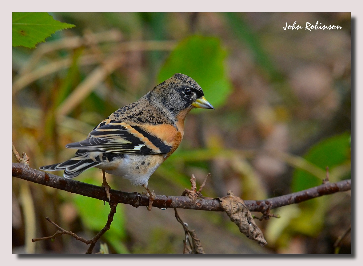 Brambling