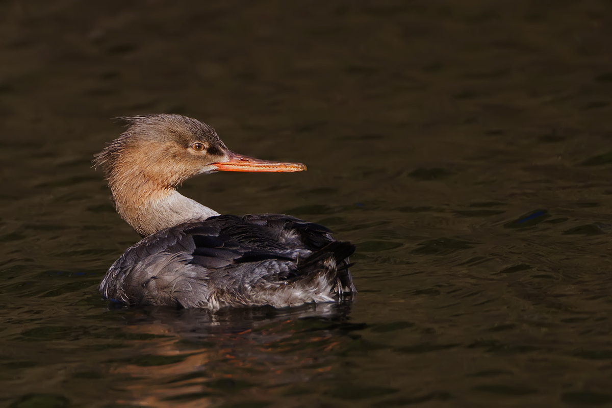 Merganser