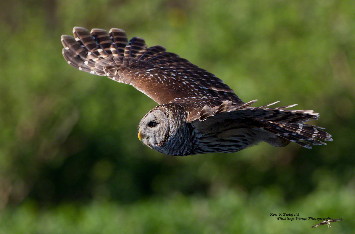 Barred owl