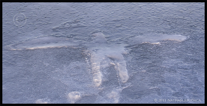 Ice Eagle