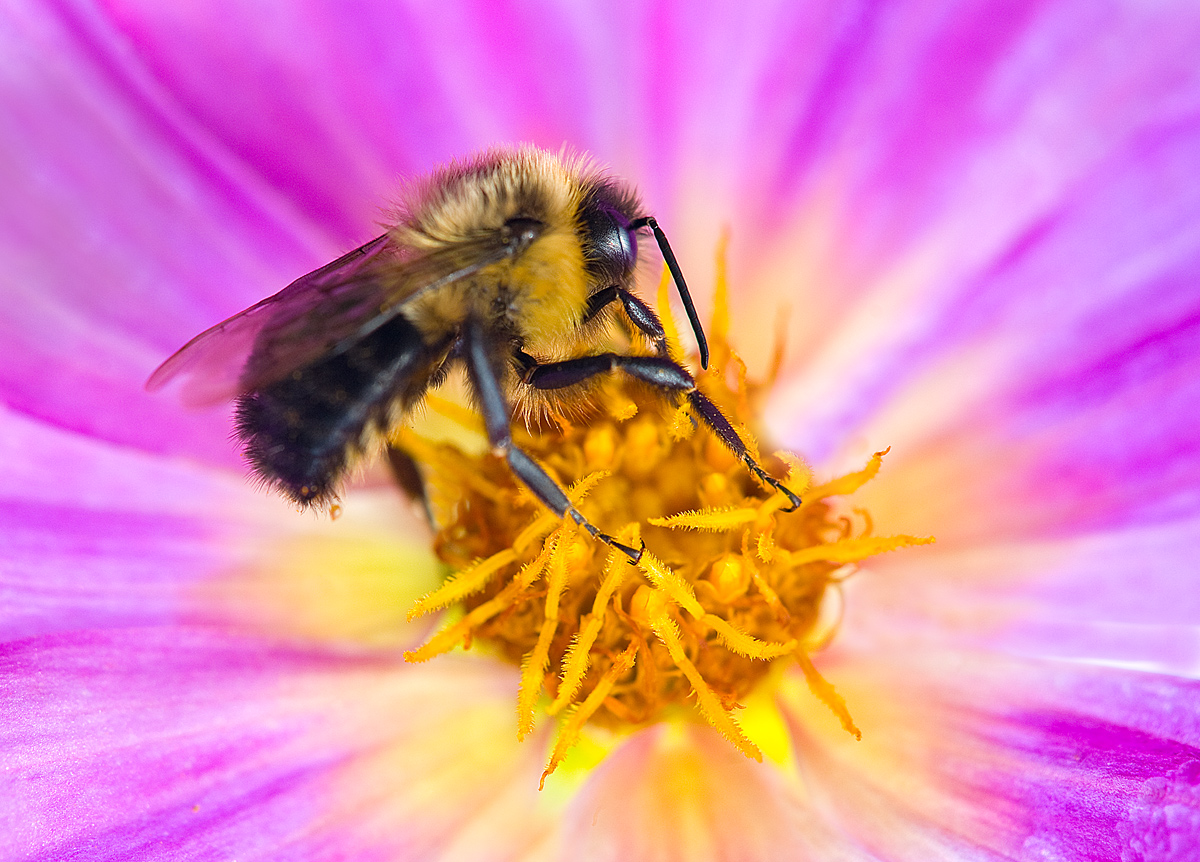 Happy to Bee Here