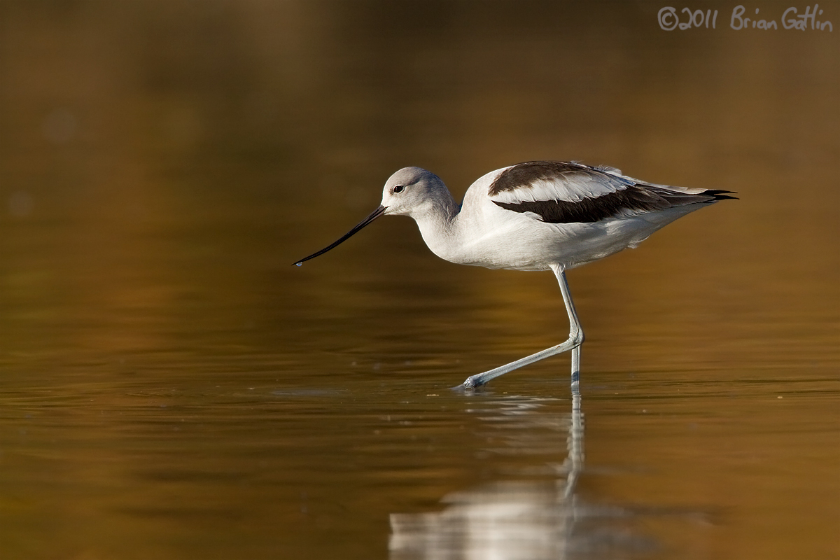 American Avocet