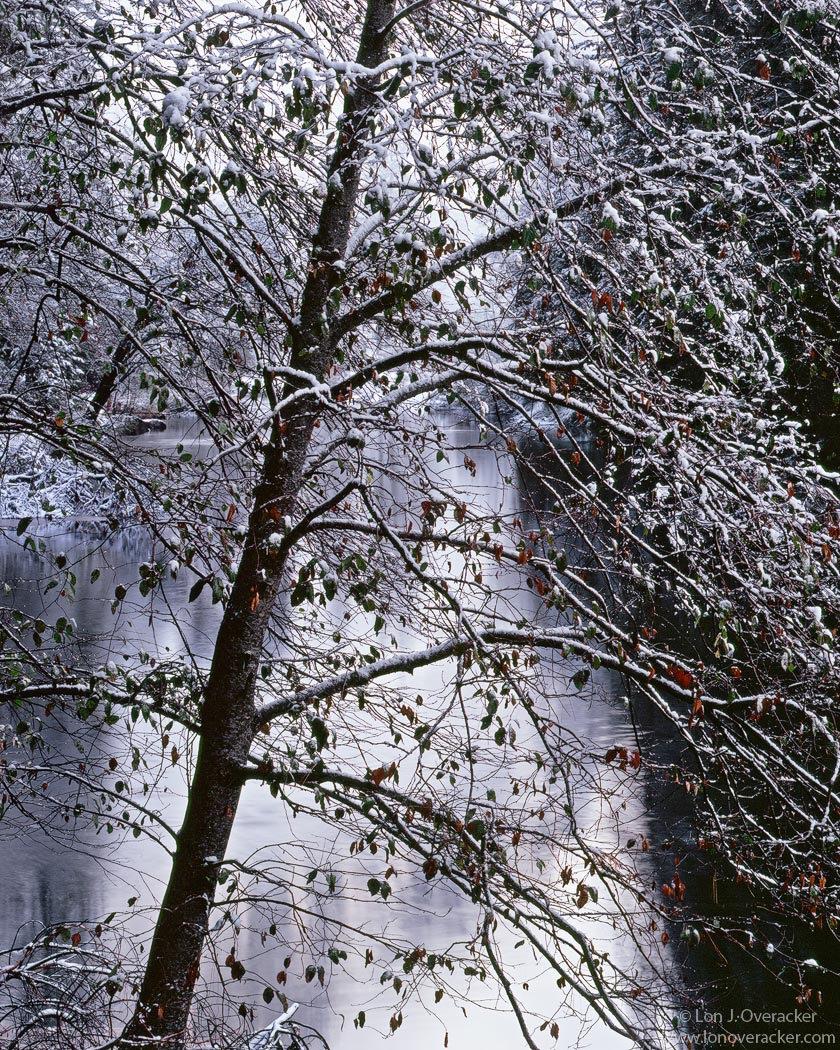 Yosemite Chronicles #13