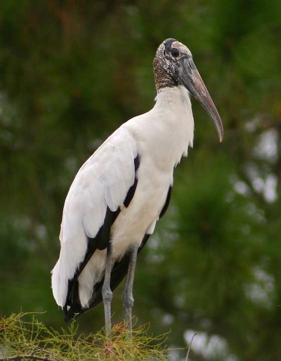 Wood Stork