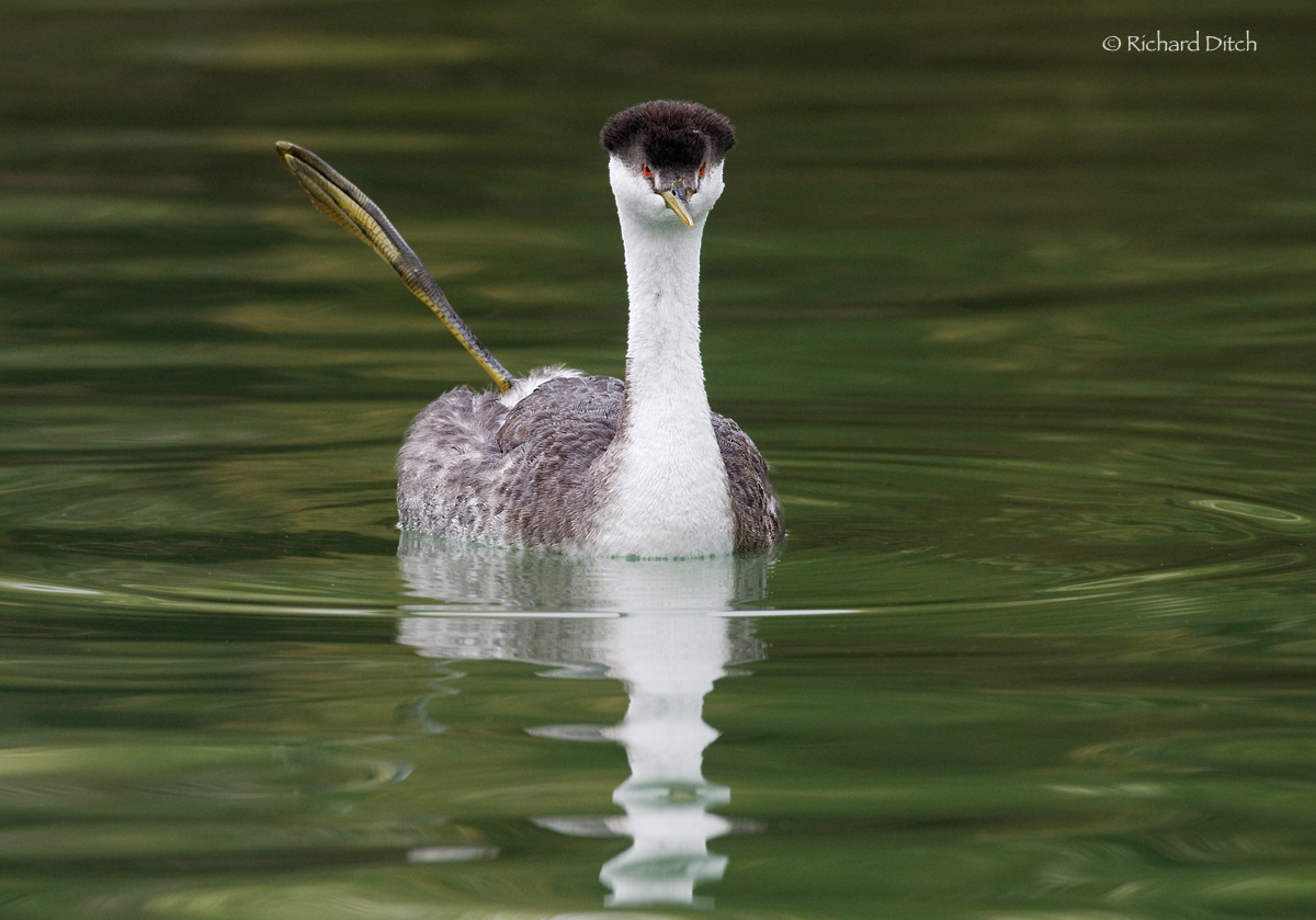Western Grebe