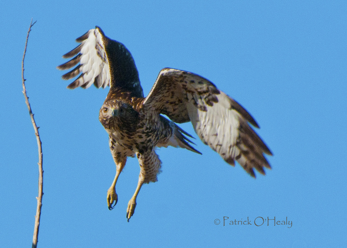Red-tailed Takeoff