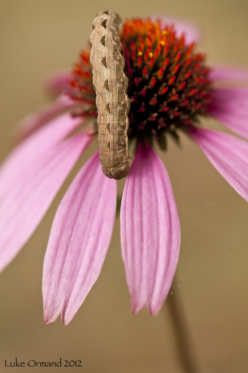 Caterpillar on Flower