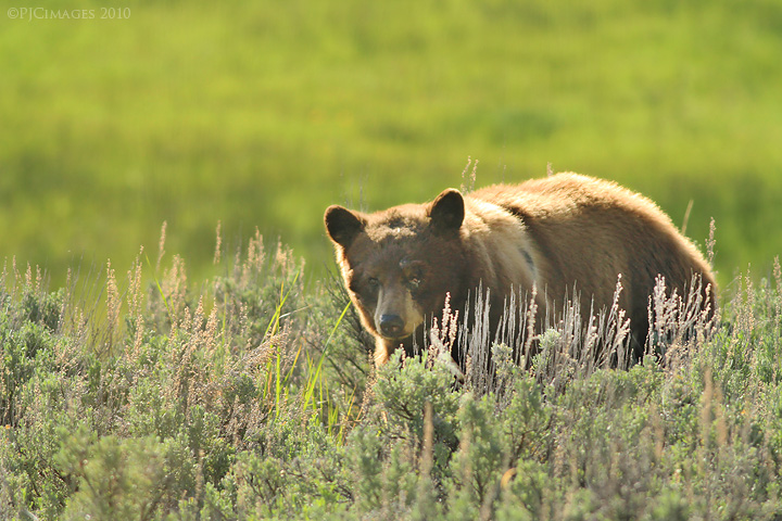 Cinnamon bear