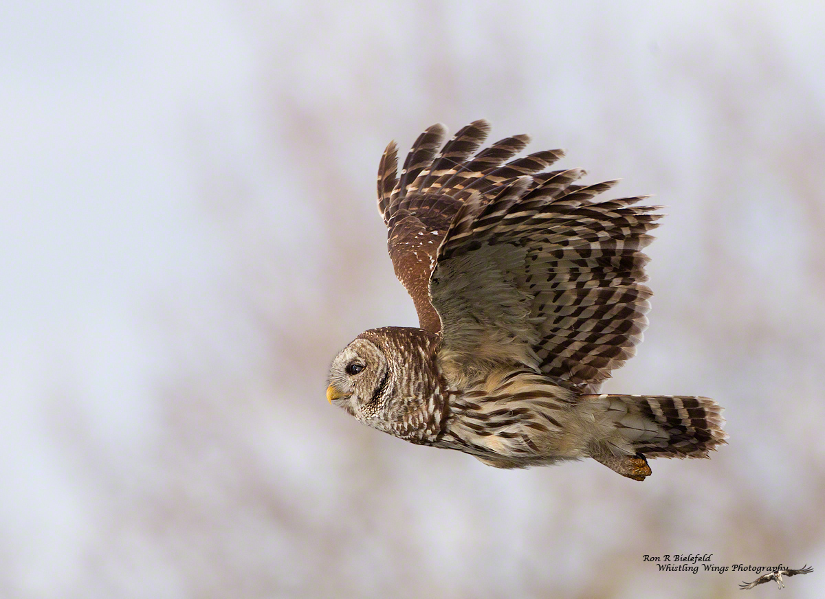 Barred owl