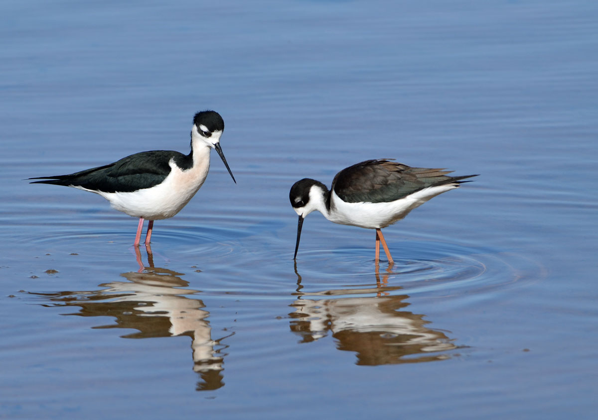 Black-necked Stilts w/ repost