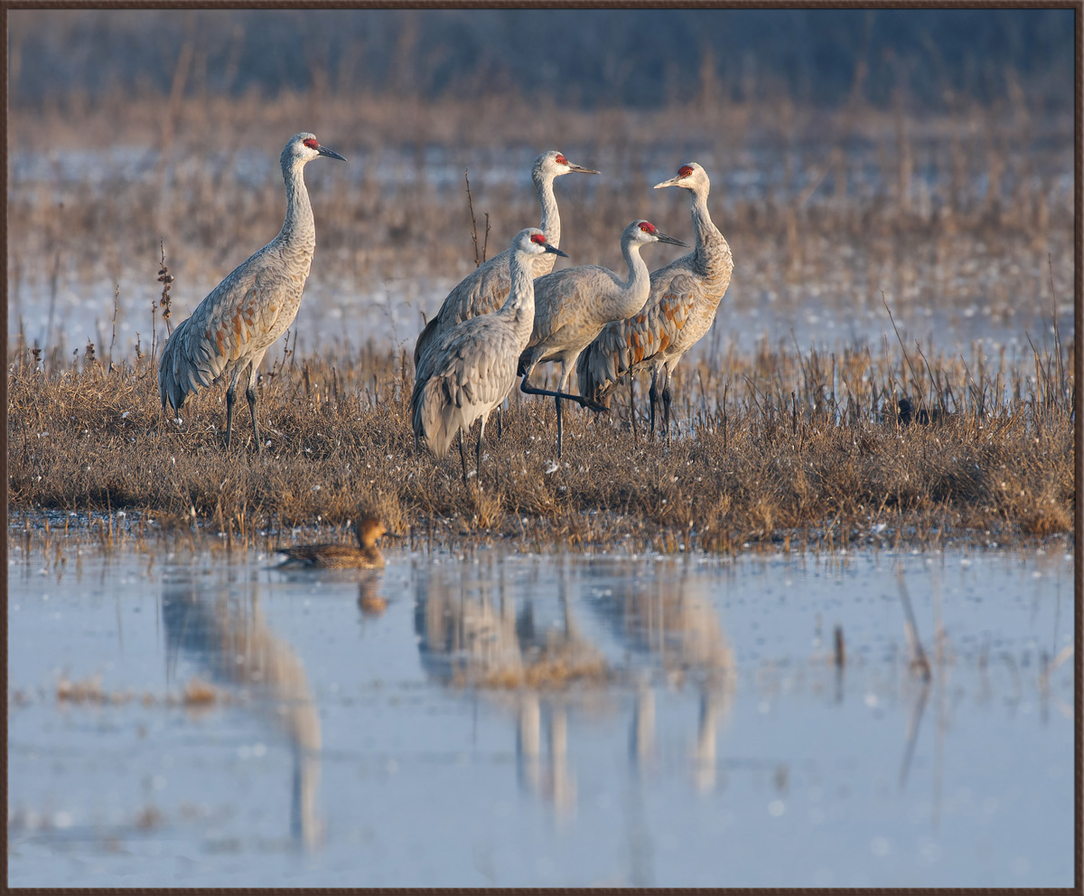 Sandhills w/Alternate