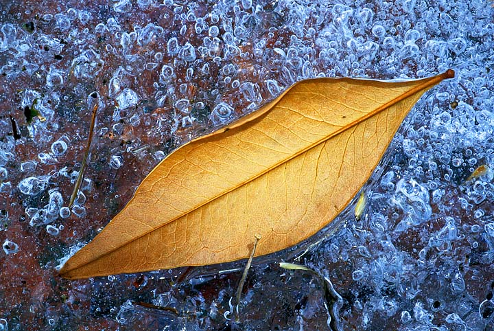 leaf on ice