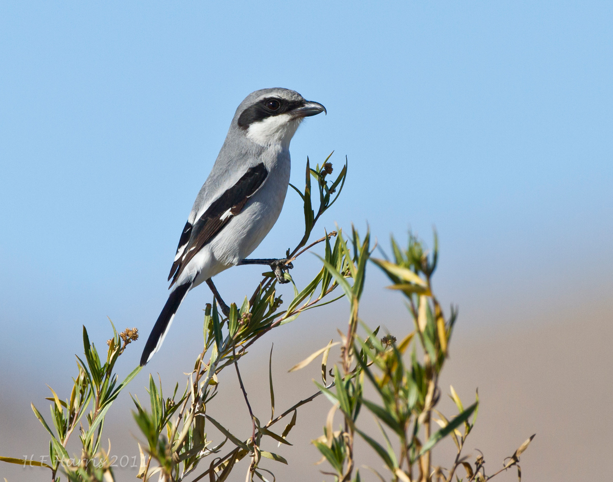 Loggerhead Shrike
