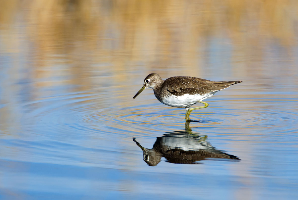 Solitary Sandpiper